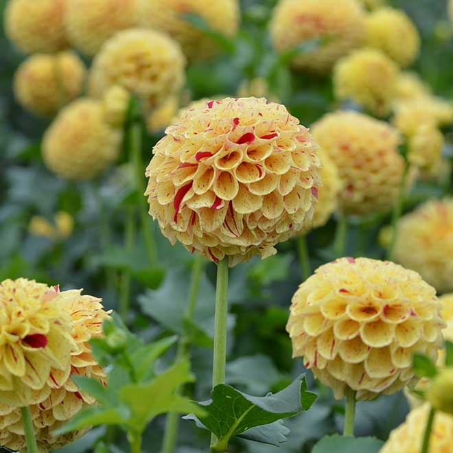 ダリア 異曲｜花の手帖のダリア図鑑