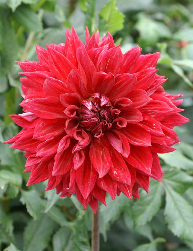 ダリア イナズマ｜花の手帖のダリア図鑑