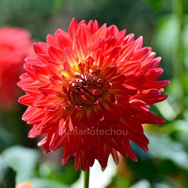 ダリア インフォーマルファイアー｜花の手帖のダリア図鑑