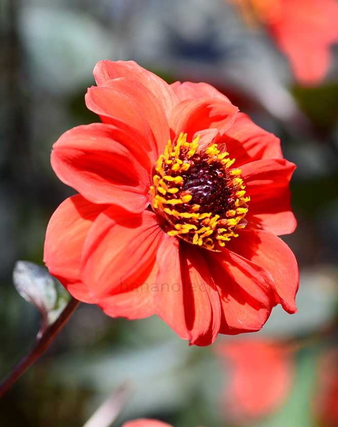 ダリア ジャパニーズビショップ｜花の手帖のダリア図鑑