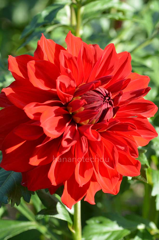 ダリア 純愛の君｜花の手帖のダリア図鑑