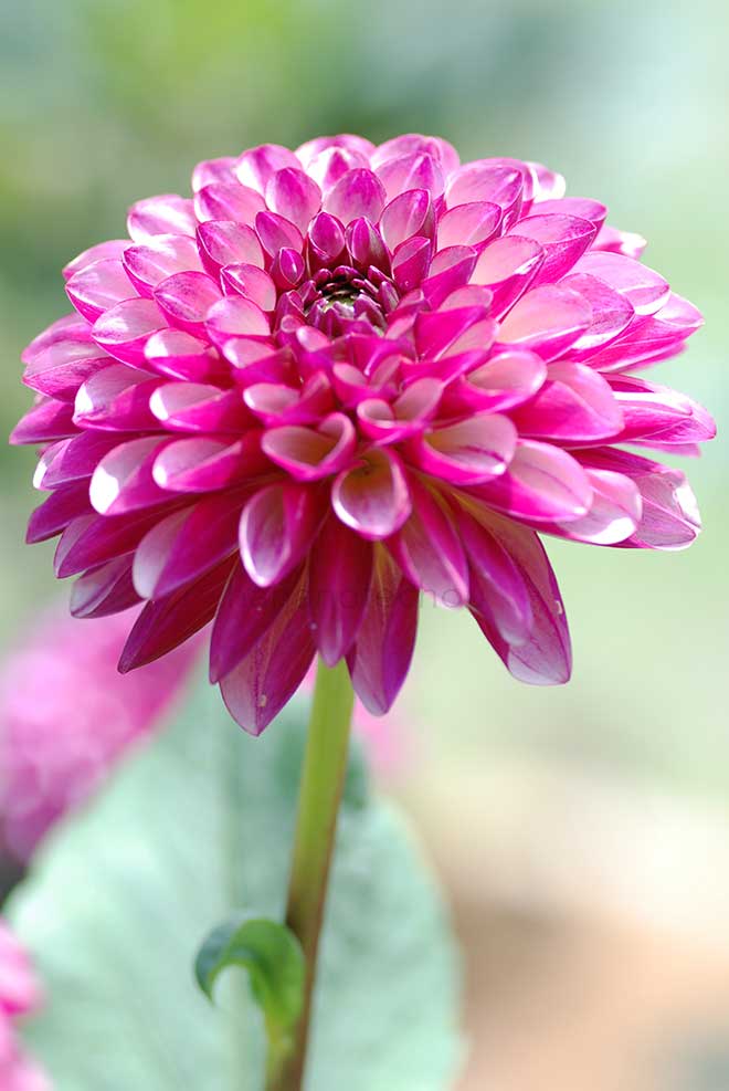 ダリア 海王星｜花の手帖のダリア図鑑