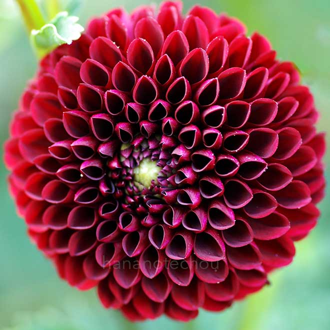 ダリア かくれんぼ｜花の手帖のダリア図鑑