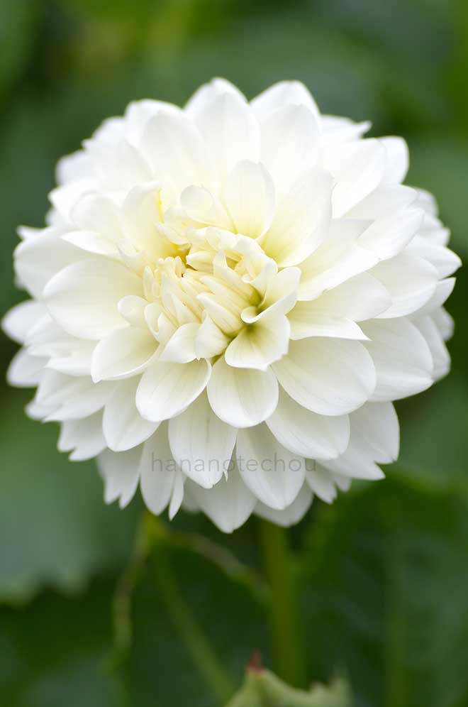 ダリア かまくら｜花の手帖のダリア図鑑