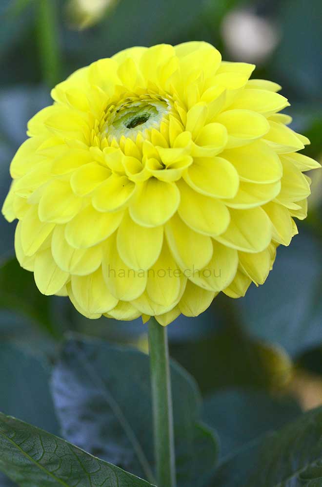 ダリア カナリア｜花の手帖のダリア図鑑