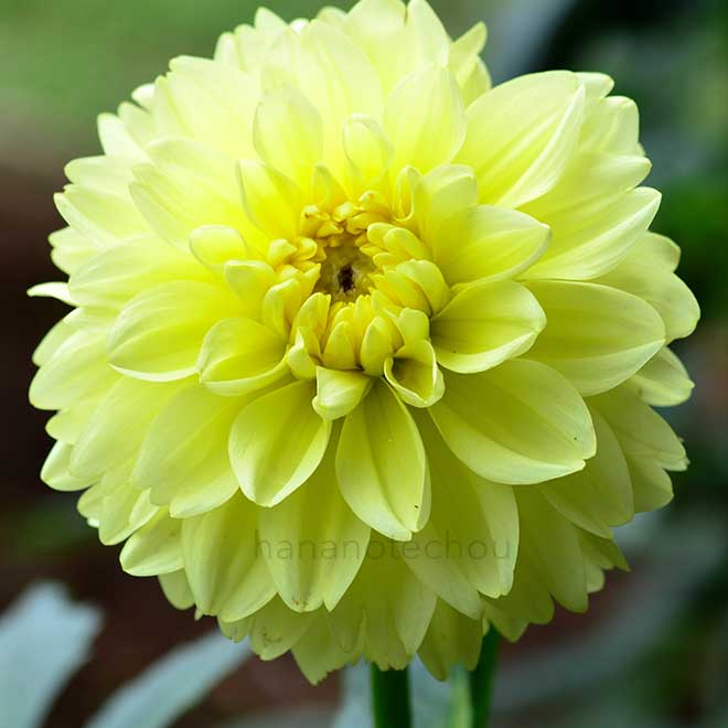 ダリア 寒月光｜花の手帖のダリア図鑑