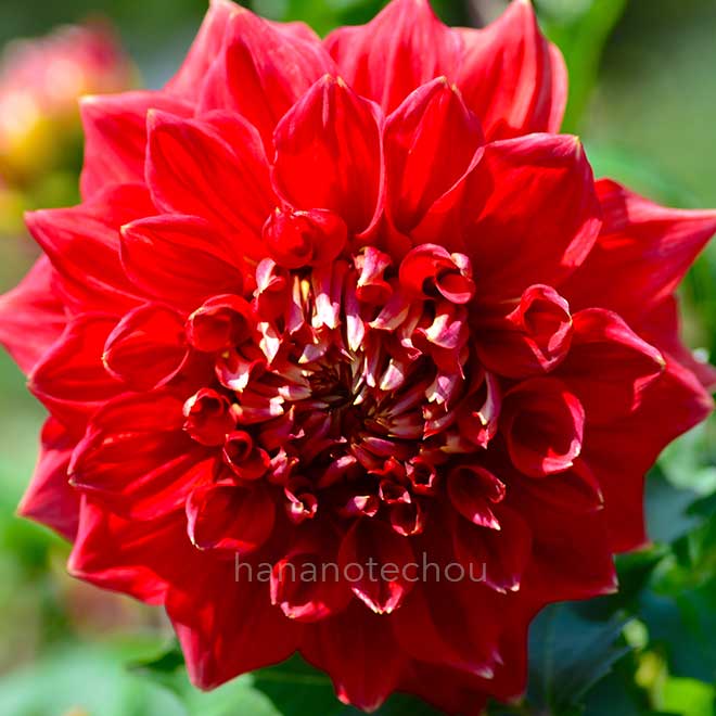 ダリア 歓喜｜花の手帖のダリア図鑑