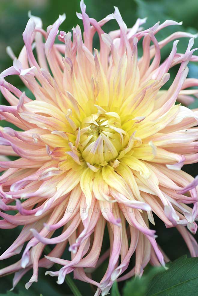 ダリア 上総の舞｜花の手帖のダリア図鑑