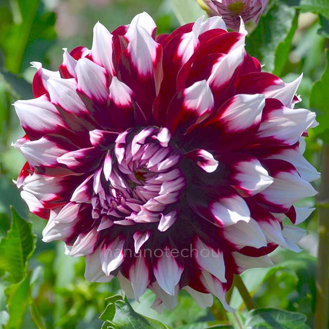 ダリア 上総白波｜花の手帖のダリア図鑑