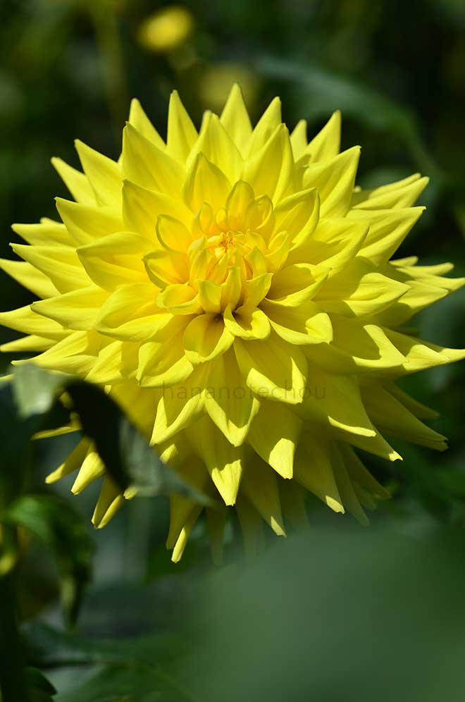 ダリア ケノラ カナダ｜花の手帖のダリア図鑑