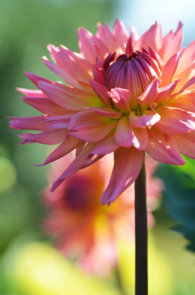 ダリア ケノラ リサ｜花の手帖のダリア図鑑