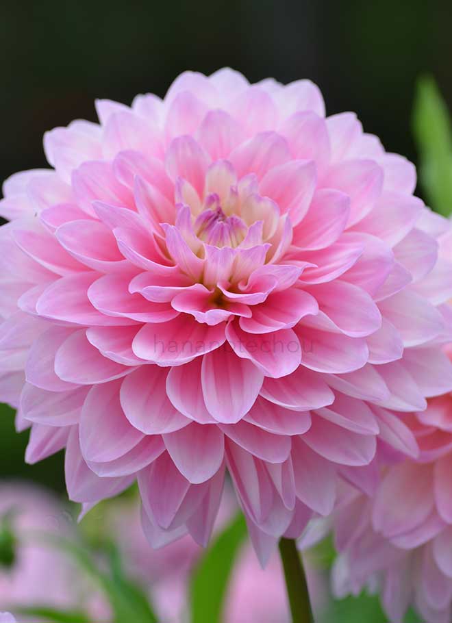 ダリア 君待坂｜花の手帖のダリア図鑑