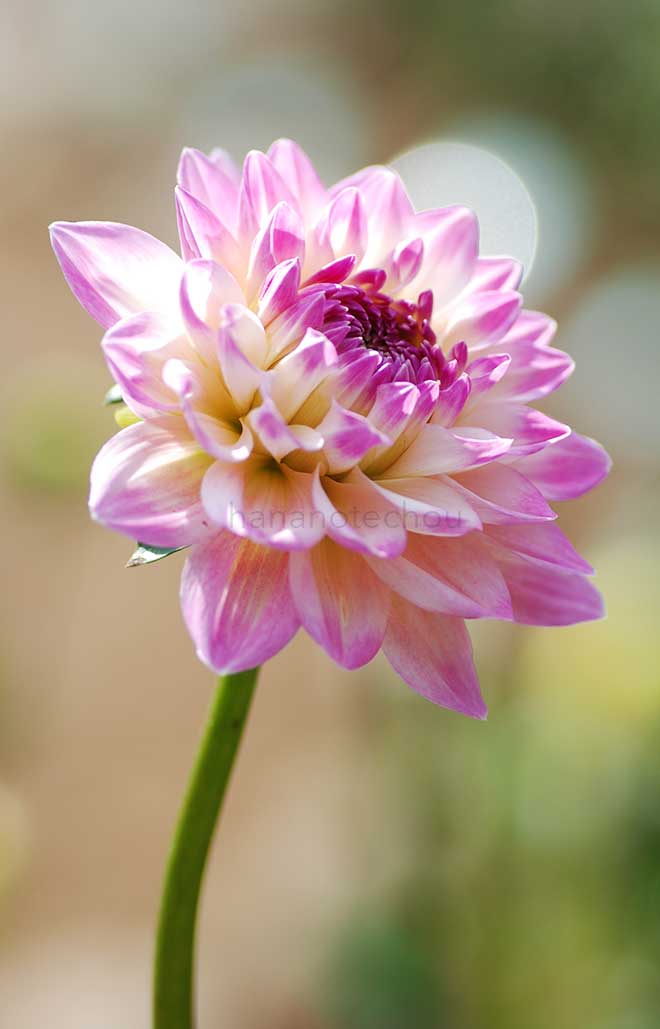 ダリア 君待坂｜花の手帖のダリア図鑑