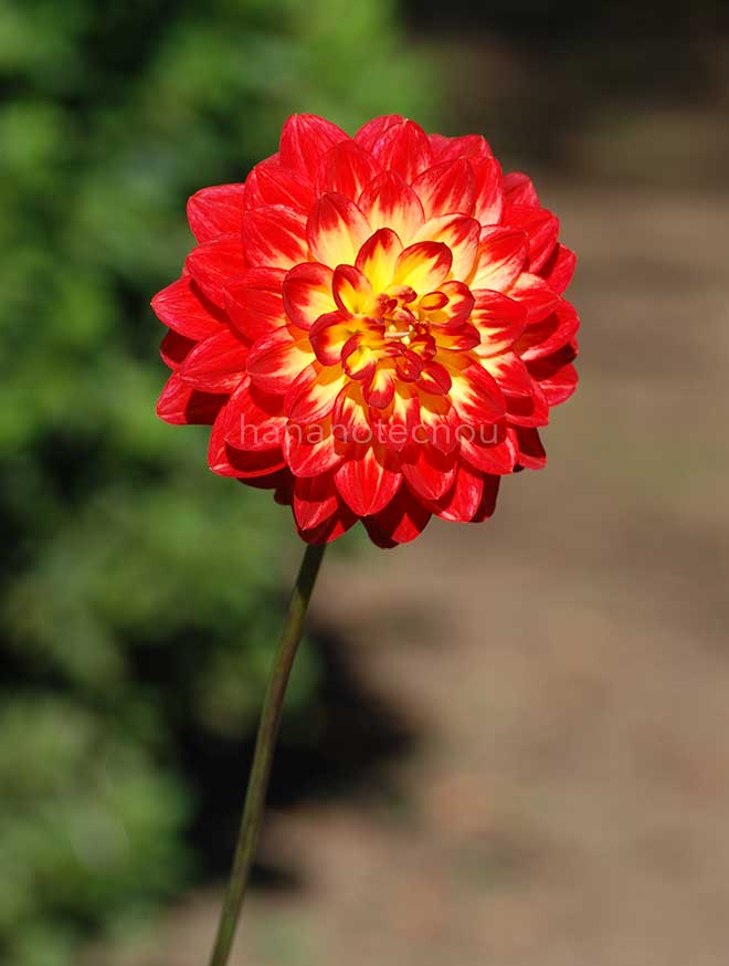 ダリア 輝良｜花の手帖のダリア図鑑