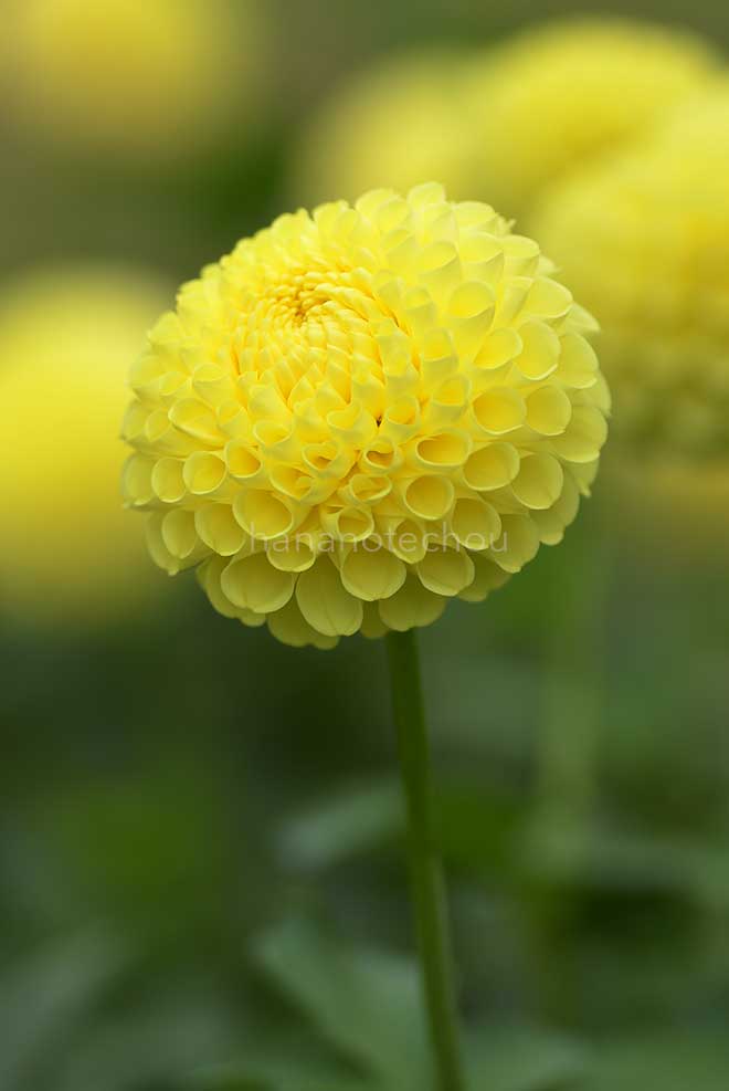 ダリア きらきら星｜花の手帖のダリア図鑑