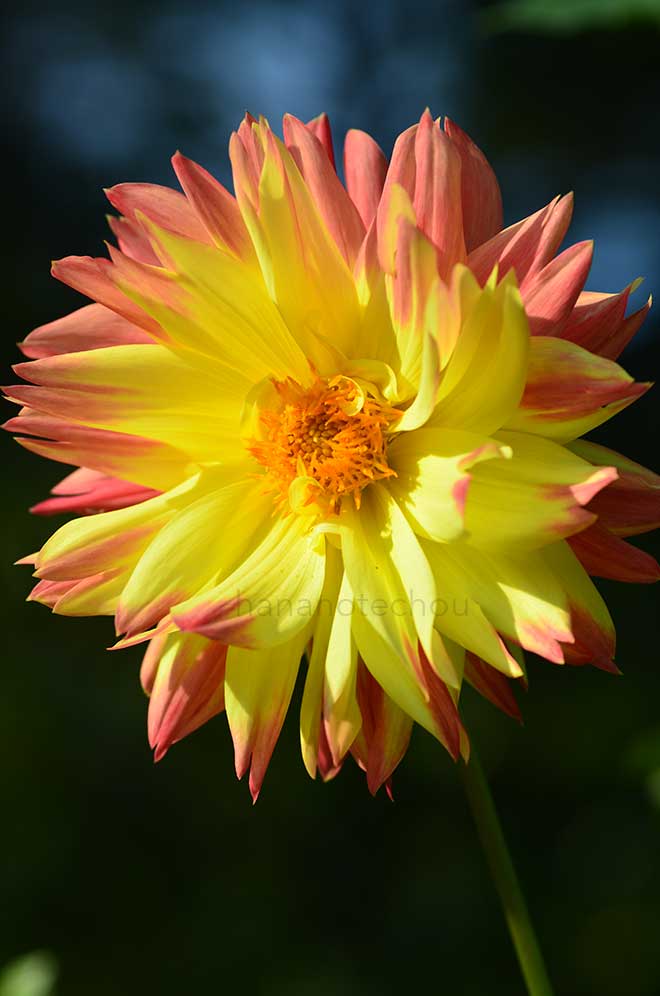 ダリア きらめき｜花の手帖のダリア図鑑