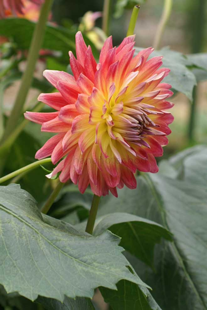 ダリア キラリ｜花の手帖のダリア図鑑