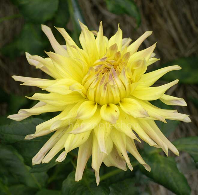 ダリア 黄式部｜花の手帖のダリア図鑑