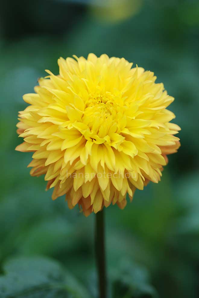 ダリア 黄すずめ｜花の手帖のダリア図鑑