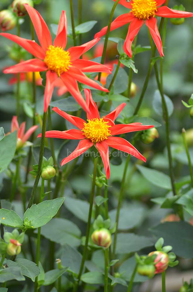 ダリア KKKカテイ｜花の手帖のダリア図鑑