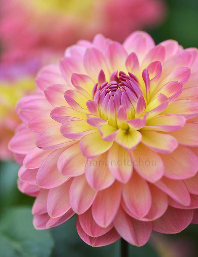 ダリア 恋人｜花の手帖のダリア図鑑