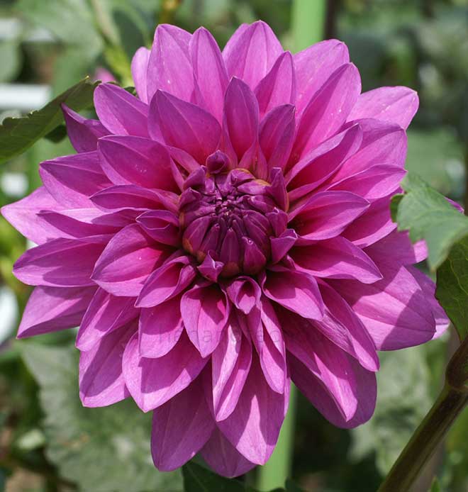 ダリア 恋文｜花の手帖のダリア図鑑