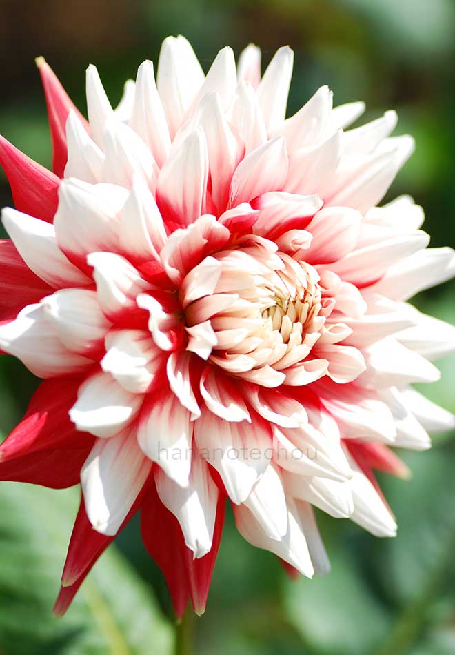 ダリア 恋祭り｜花の手帖のダリア図鑑