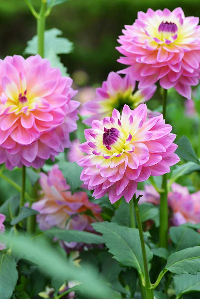 ダリア 恋の季節｜花の手帖のダリア図鑑