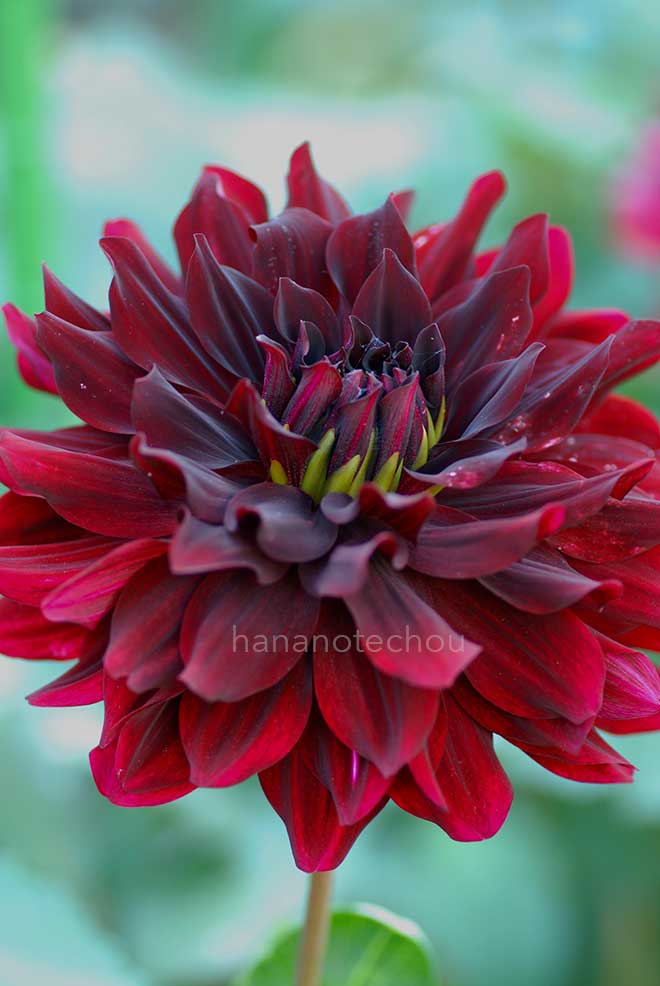 ダリア 黒蝶｜花の手帖のダリア図鑑