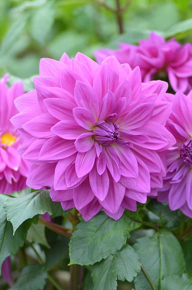 ダリア コモンド｜花の手帖のダリア図鑑