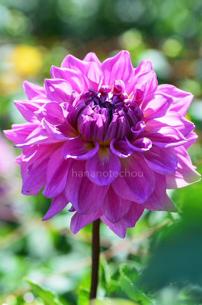 ダリア 湖愁｜花の手帖のダリア図鑑