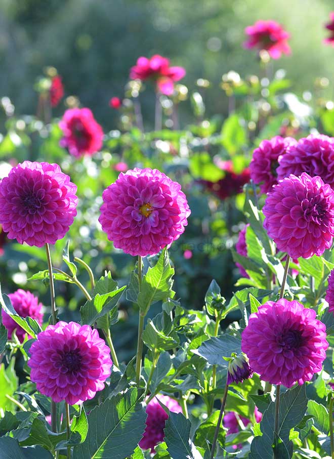 ダリア 紅潮｜花の手帖のダリア図鑑