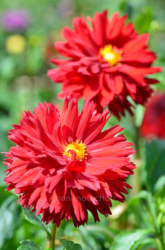 ダリア 紅映｜花の手帖のダリア図鑑