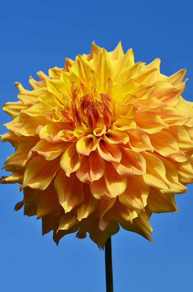 ダリア 高原の光｜花の手帖のダリア図鑑