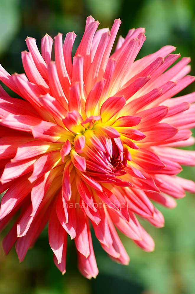 ダリア 高貴｜花の手帖のダリア図鑑