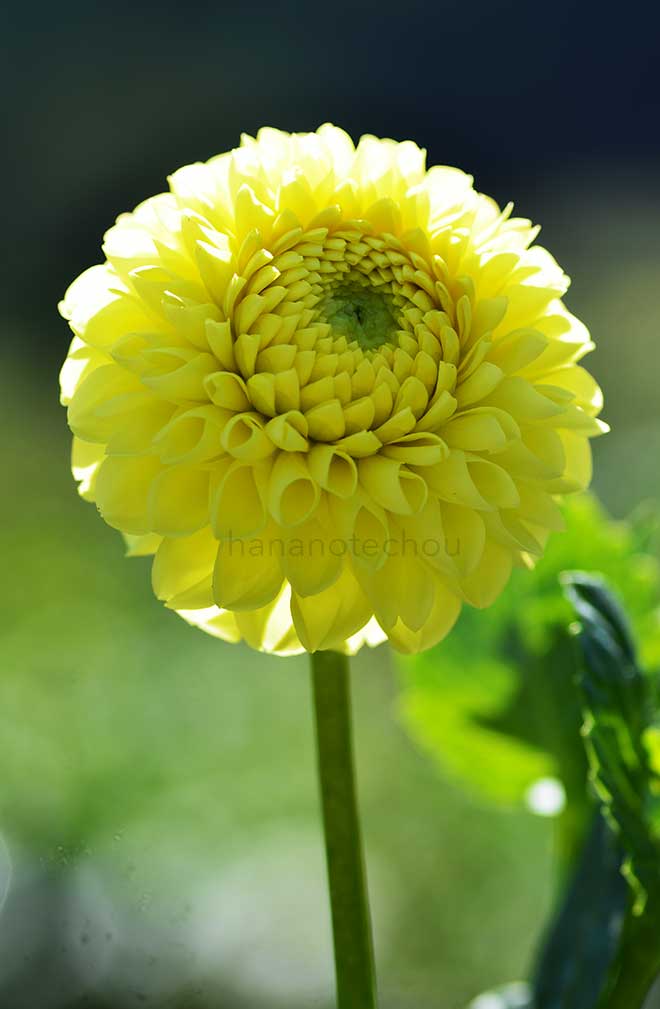 ダリア 幸黄丸｜花の手帖のダリア図鑑