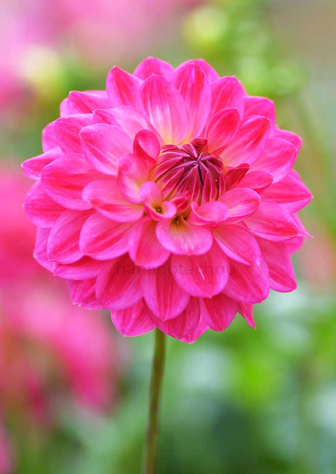 ダリア 紅欄｜花の手帖のダリア図鑑