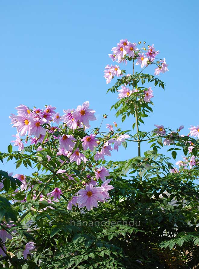ダリア 皇帝ダリア｜花の手帖のダリア図鑑