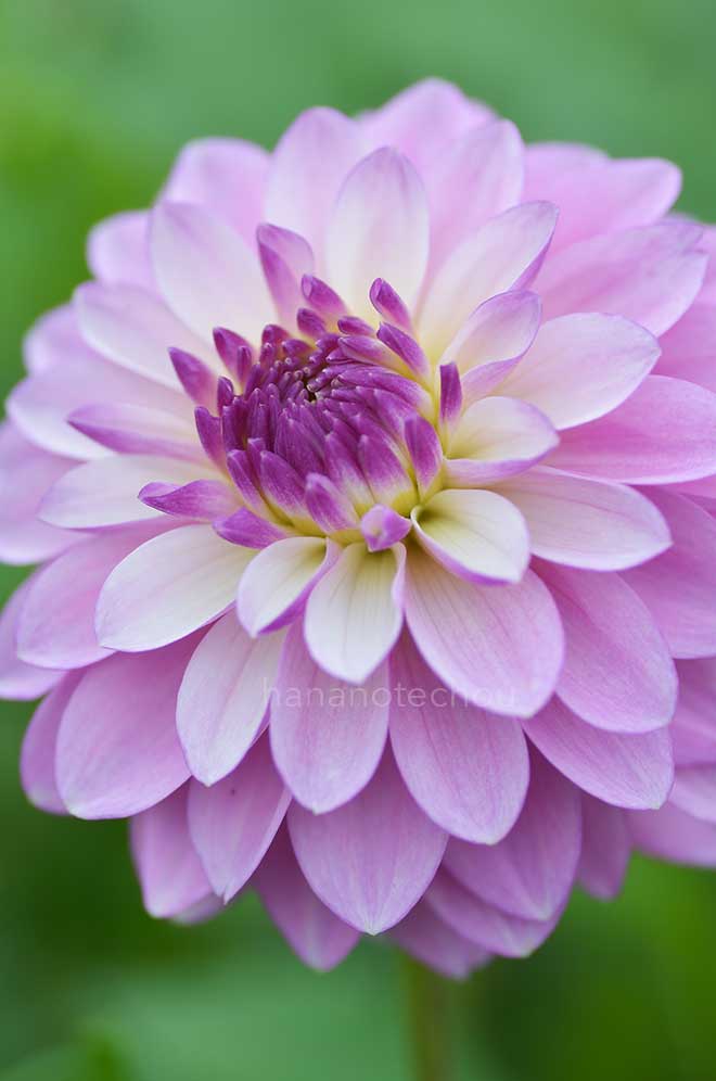 ダリア 小桜｜花の手帖のダリア図鑑