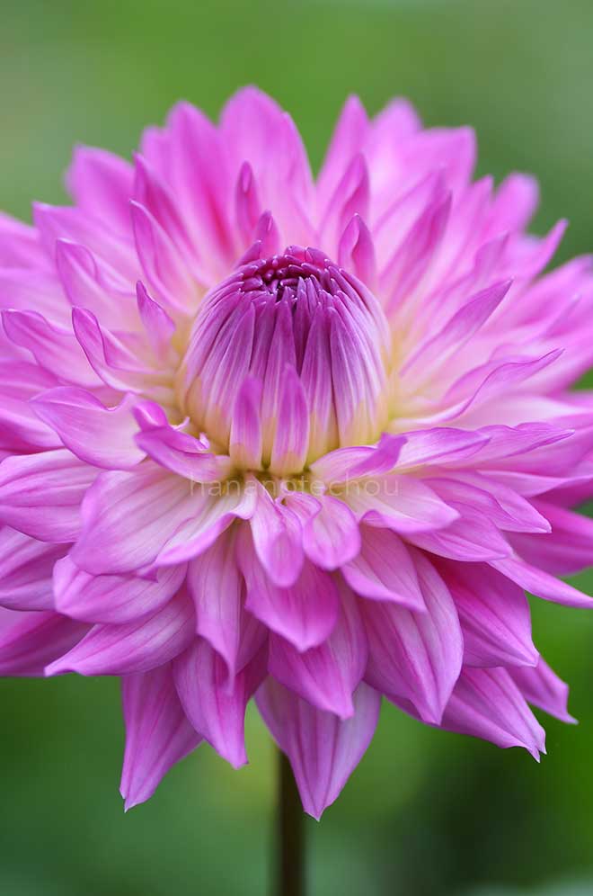 ダリア 薫風｜花の手帖のダリア図鑑