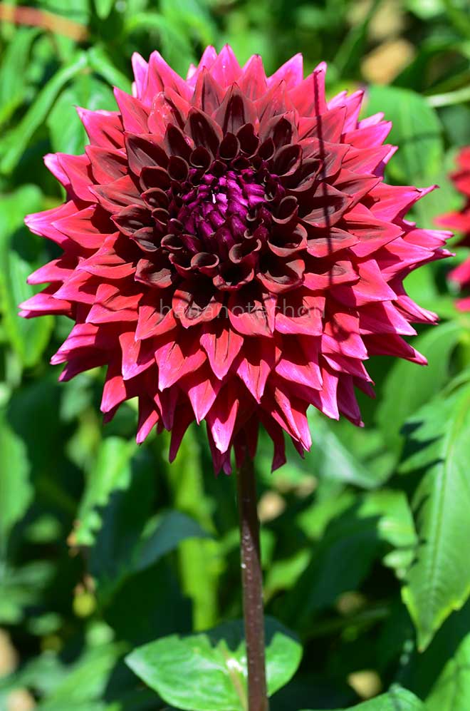 ダリア 紅の海｜花の手帖のダリア図鑑