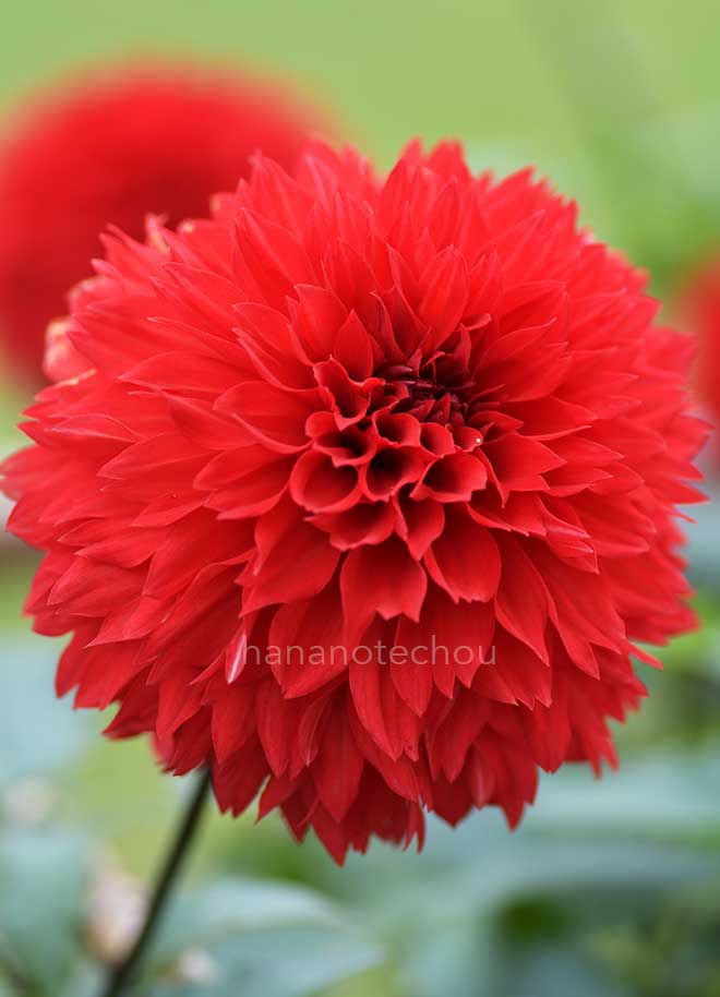 ダリア くれないの夢｜花の手帖のダリア図鑑