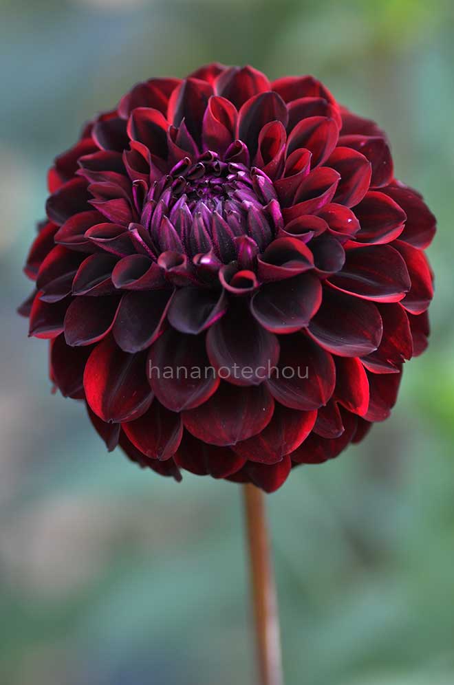 ダリア 黒べこ｜花の手帖のダリア図鑑