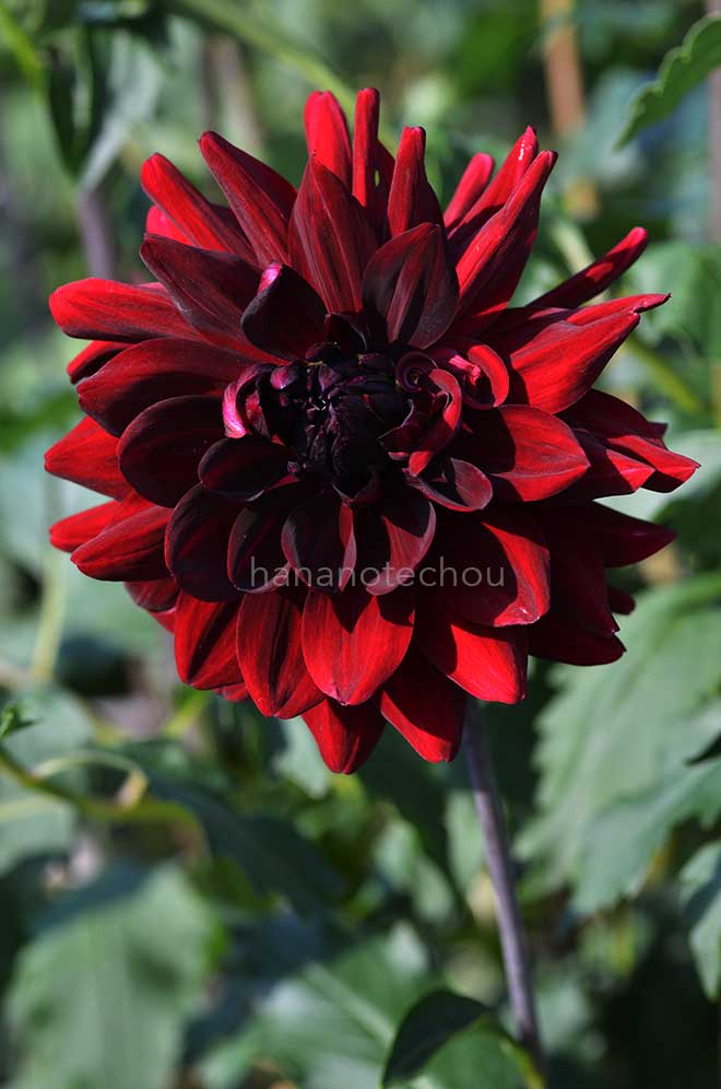 ダリア 黒獅子｜花の手帖のダリア図鑑