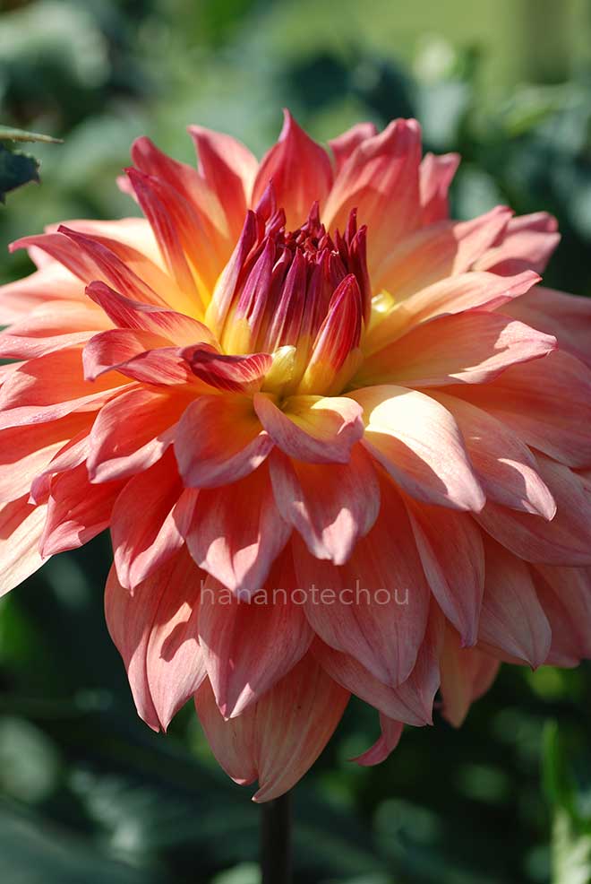 ダリア 級友｜花の手帖のダリア図鑑