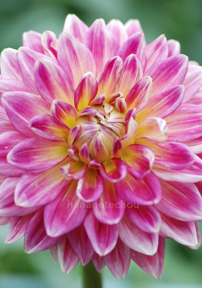 ダリア お人好し｜花の手帖のダリア図鑑