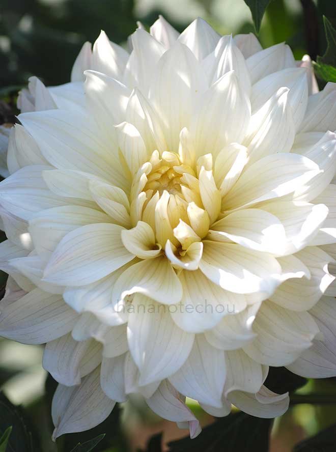 ダリア お色気｜花の手帖のダリア図鑑