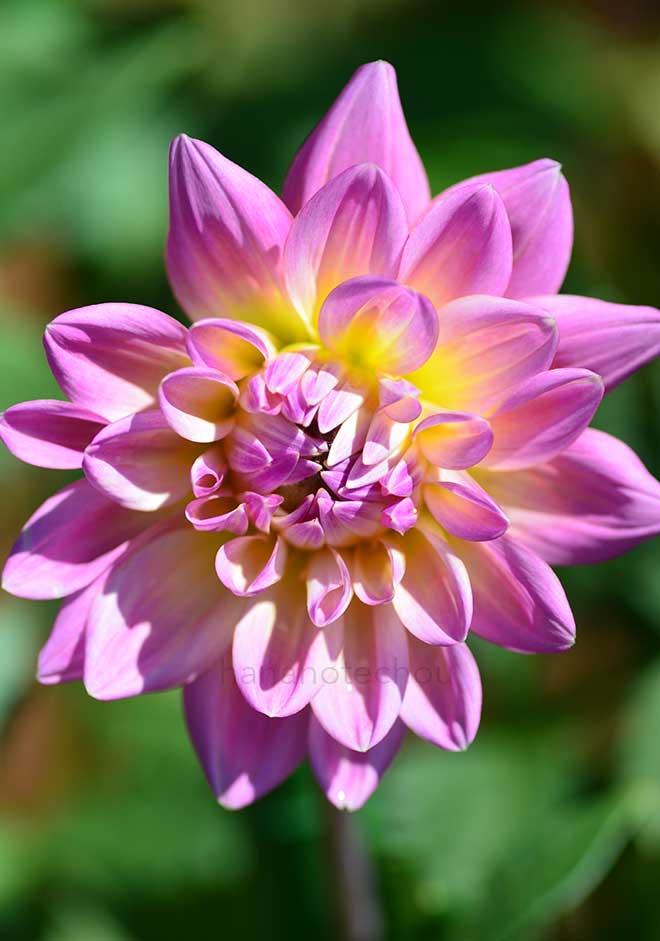 ダリア おじょうさま｜花の手帖のダリア図鑑