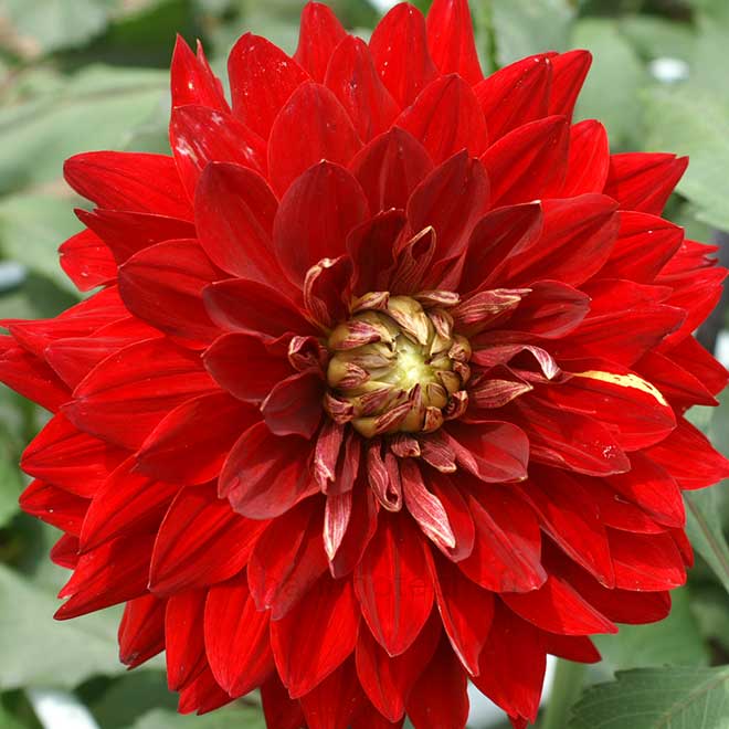 ダリア オリンピアズ ジュビリー｜花の手帖のダリア図鑑