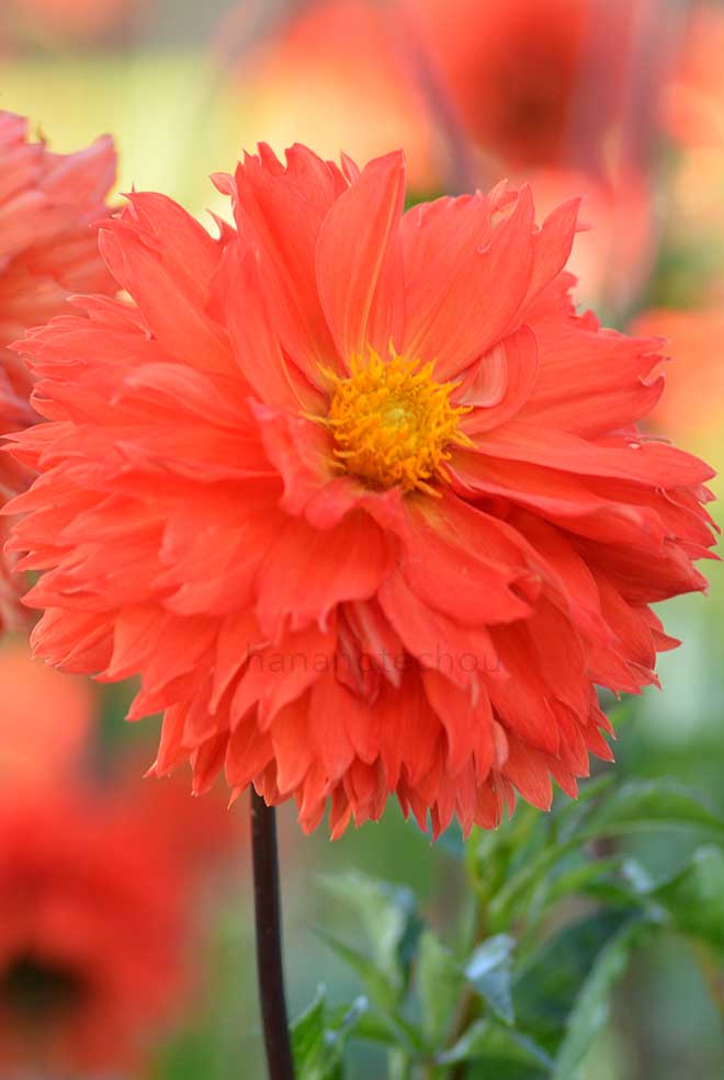 ダリア オレンジ クッション｜花の手帖のダリア図鑑